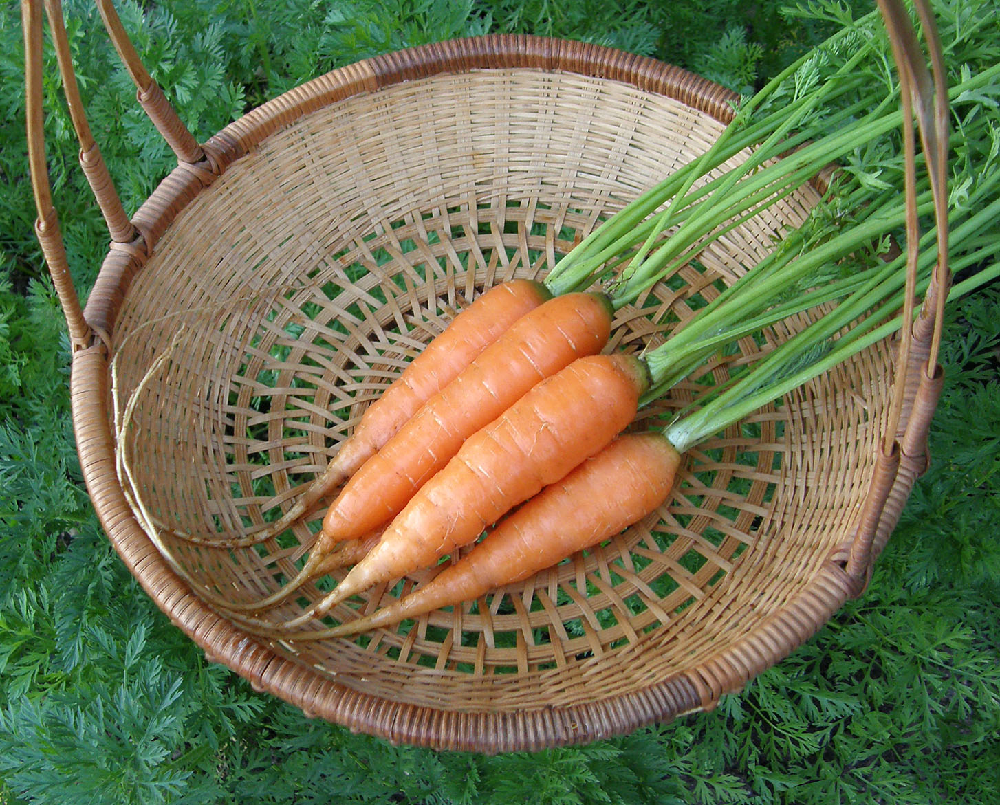 Yaya' Nantes Carrots – Renee's Garden