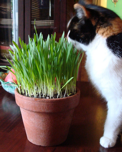 Gourmet Mixed Greens