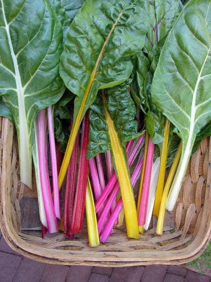 Chard - Garden Rainbow - Heirloom Chard