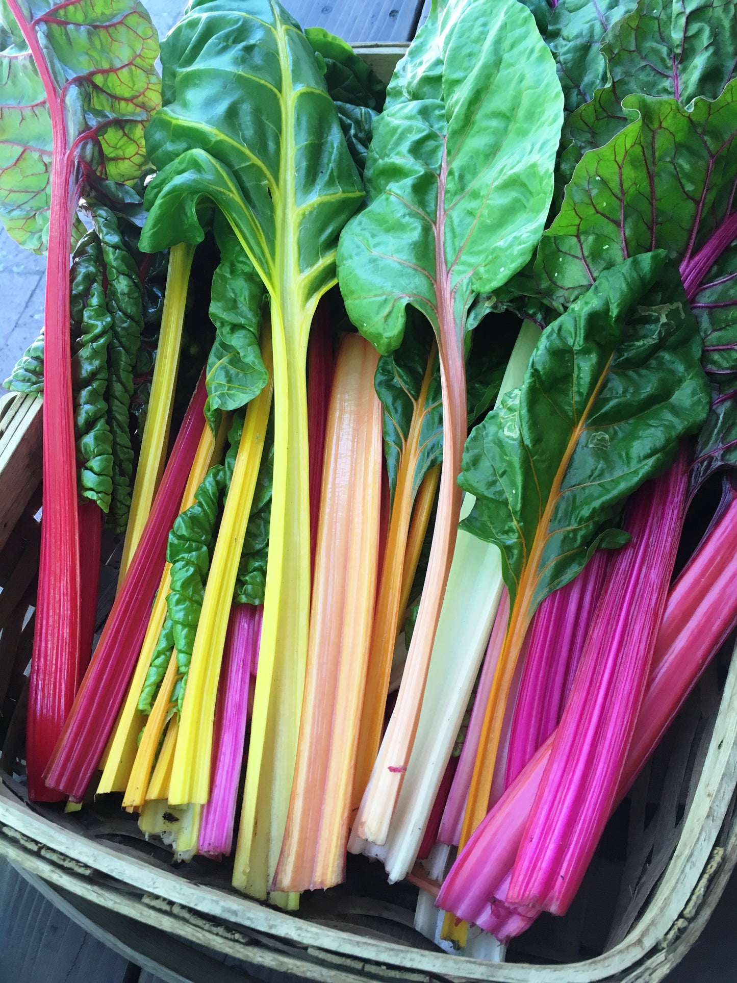 Chard - Garden Rainbow - Heirloom Chard