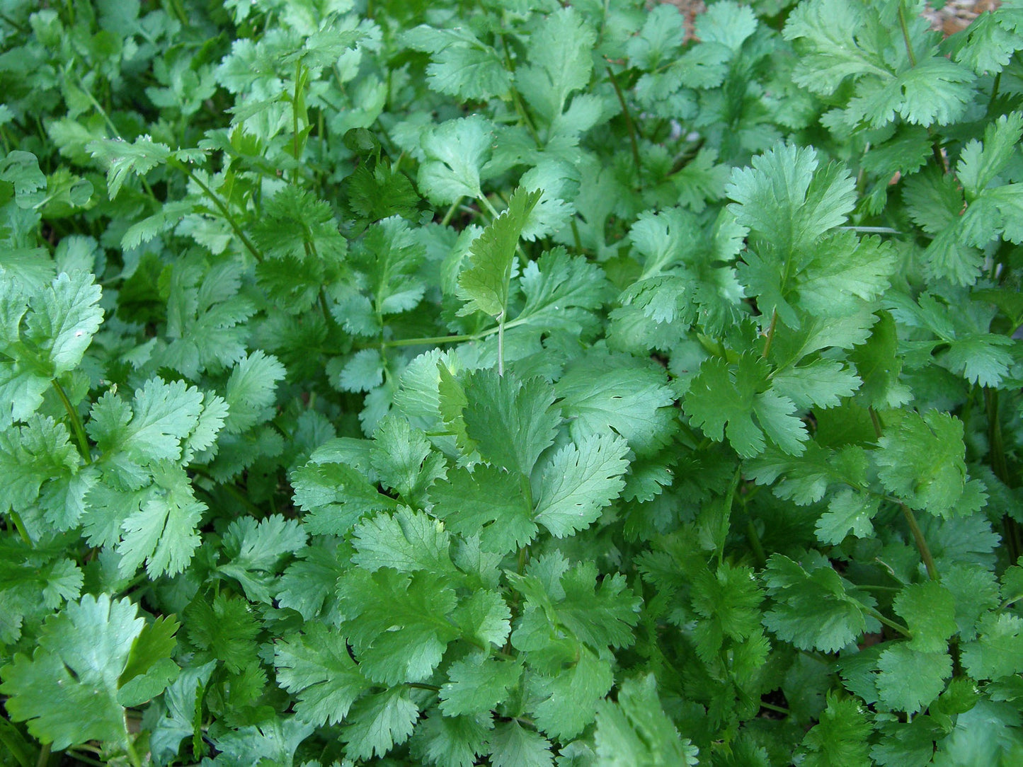 Cilantro