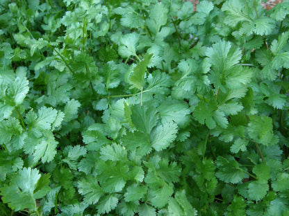 Cilantro