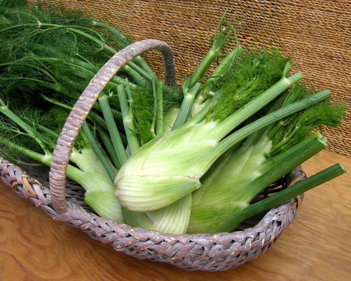 Heirloom Bulbing Fennel - Romanesco Organic