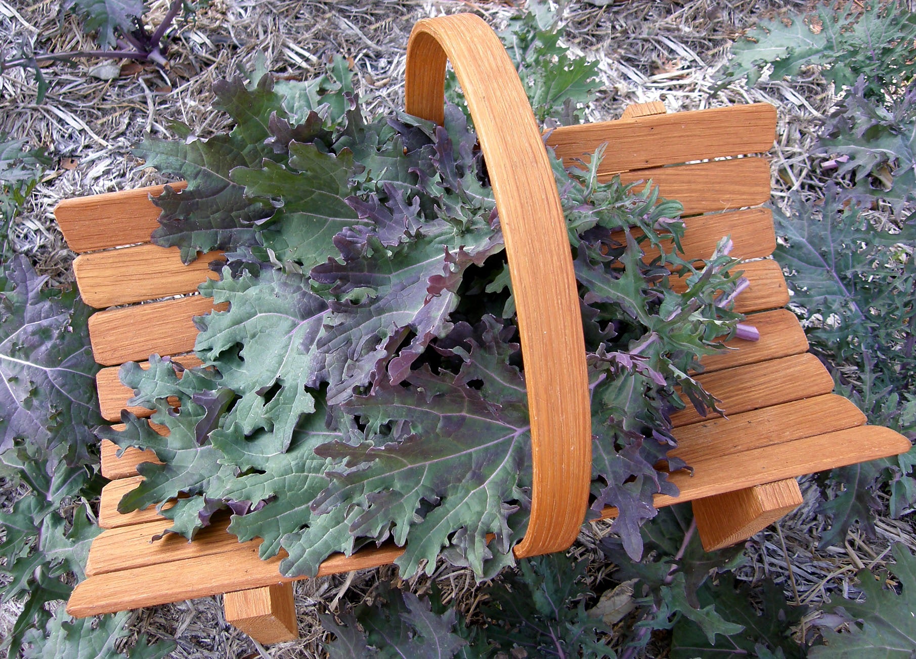 Wild Garden Frills' Heirloom Russian Kale – Renee's Garden