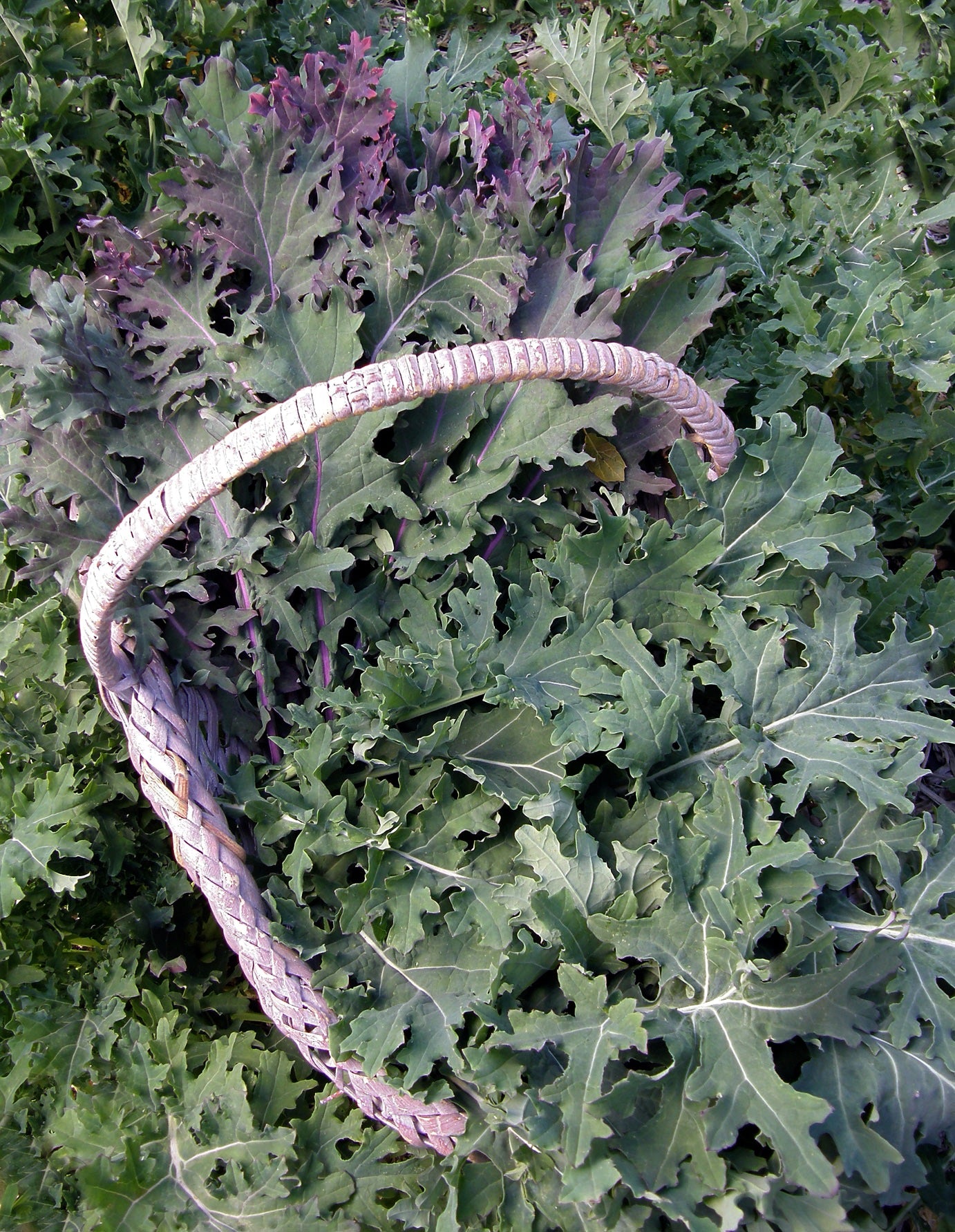 Heirloom Russian Kale - Wild Garden Frills Organic