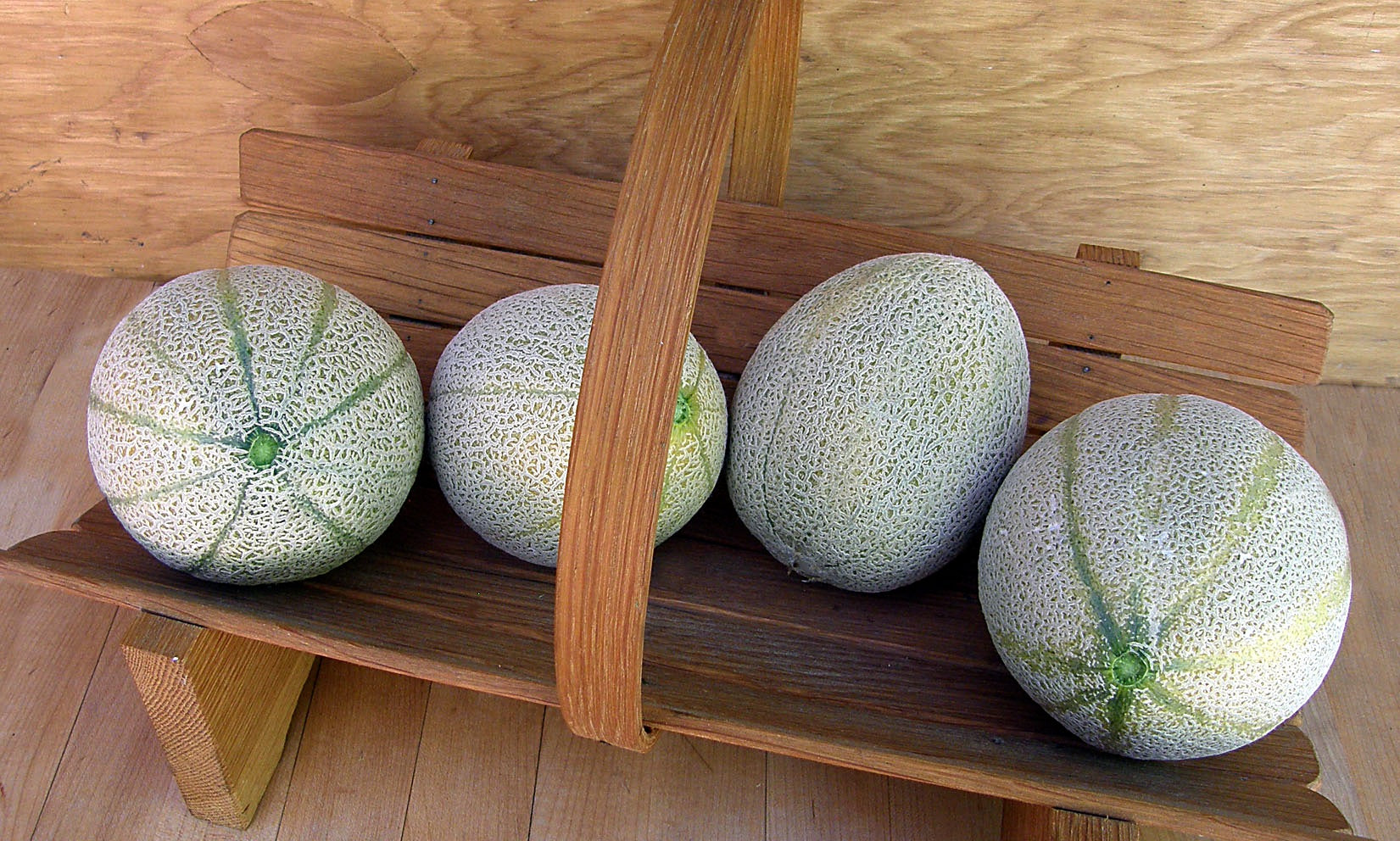 Melone Retato Degli Ortolani' Heirloom Tuscan Melon – Renee's Garden