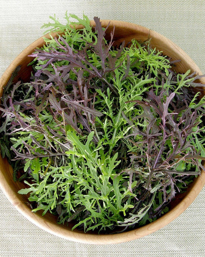 Colorful Salad Mustards - Ruby & Emerald Streaks Organic