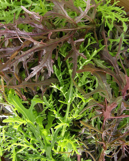 Colorful Salad Mustards - Ruby & Emerald Streaks Organic