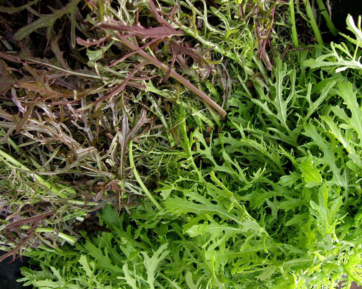 Colorful Salad Mustards - Ruby & Emerald Streaks Organic