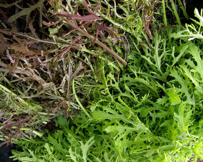Colorful Salad Mustards - Ruby & Emerald Streaks Organic
