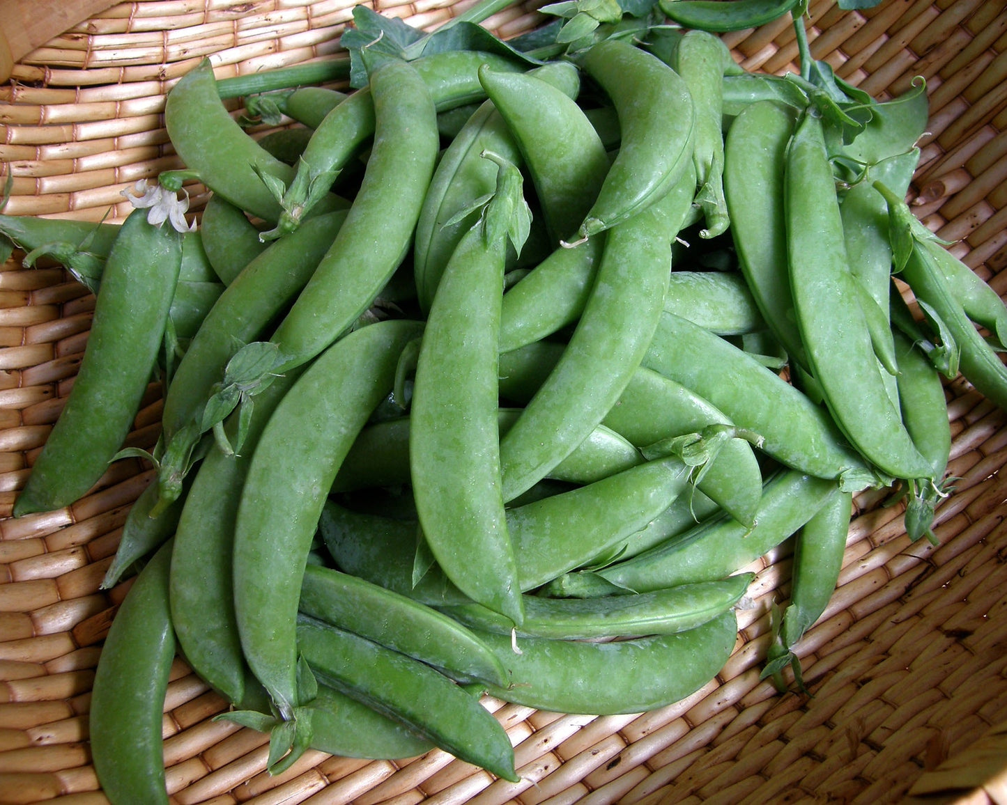 Snap Peas - Sugar Daddy Organic
