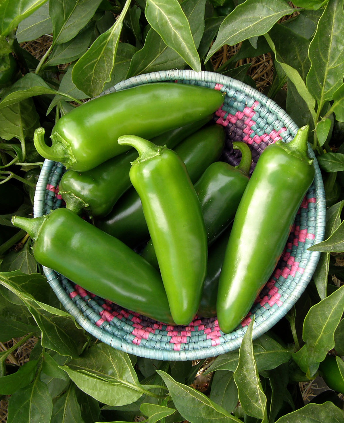 Classic Jalapeño' Heirloom Chile Peppers – Renee's Garden
