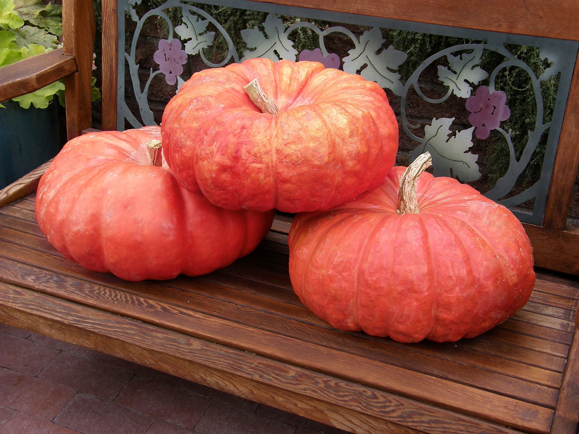 Rouge Vif d'Etampes' Heirloom Pumpkins – Renee's Garden