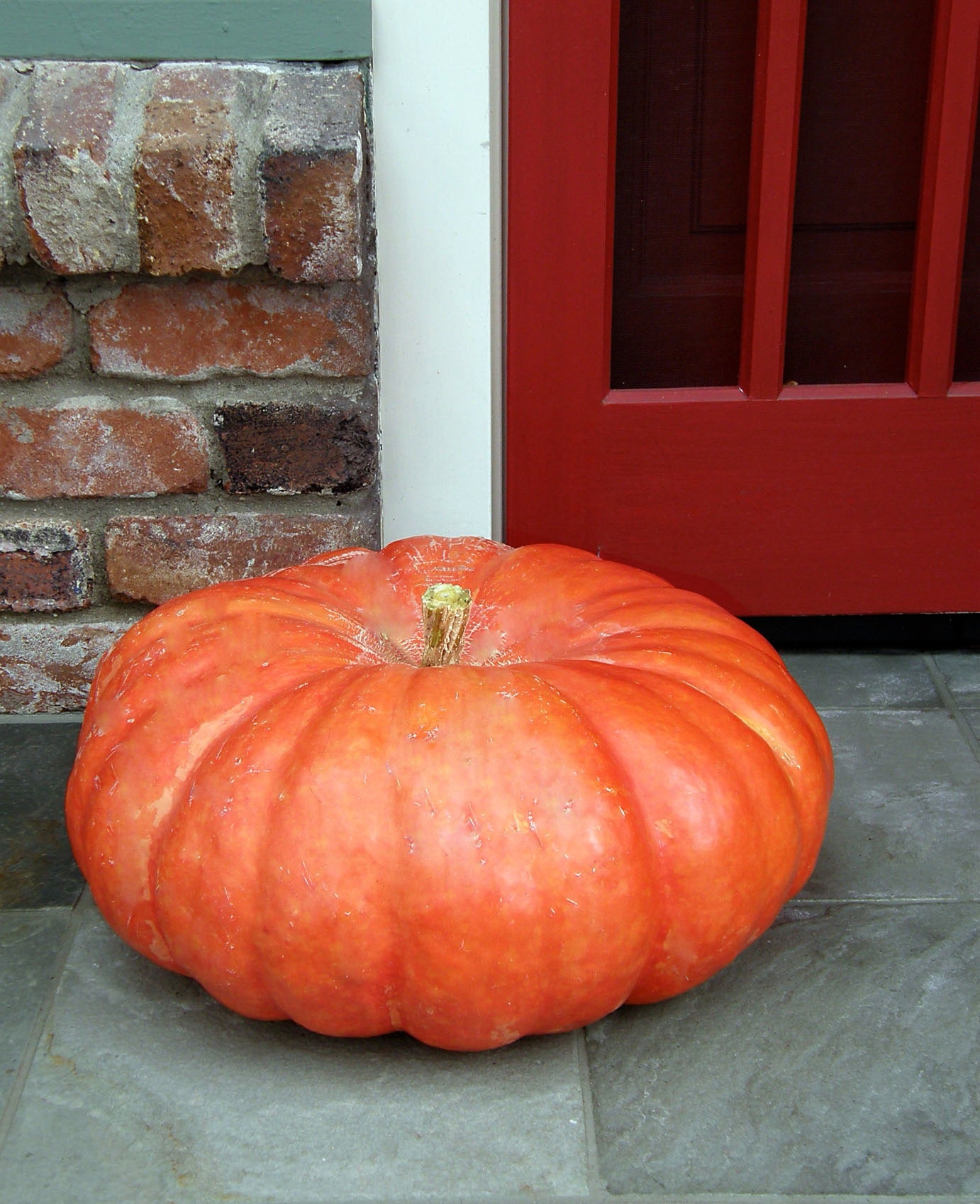 Rouge Vif d'Etampes' Heirloom Pumpkins – Renee's Garden