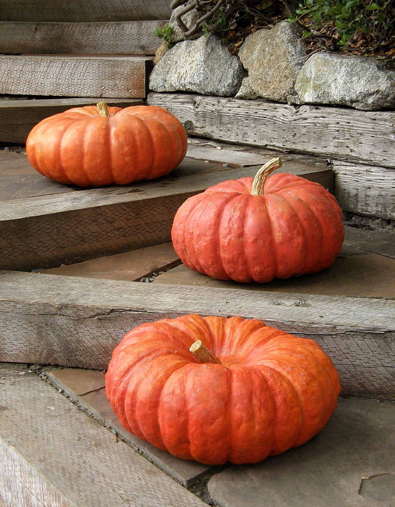 Rouge Vif d'Etampes' Heirloom Pumpkins – Renee's Garden
