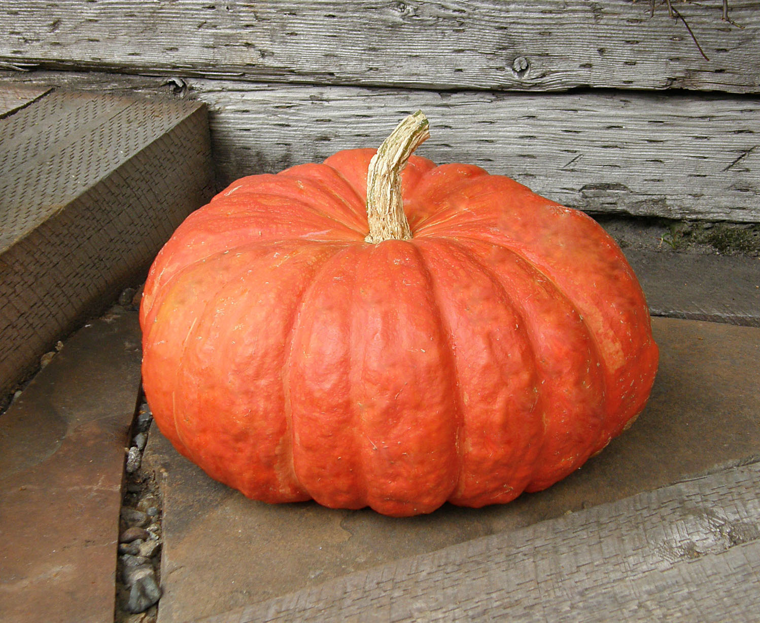 Rouge Vif d'Etampes' Heirloom Pumpkins – Renee's Garden