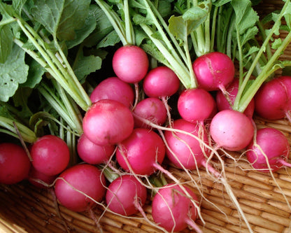 Heirloom Radishes - Pink Beauty Organic