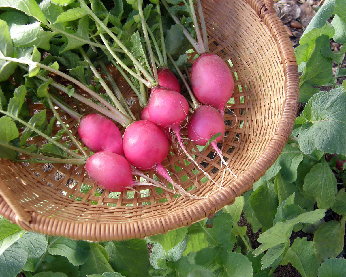 Heirloom Radishes - Pink Beauty Organic
