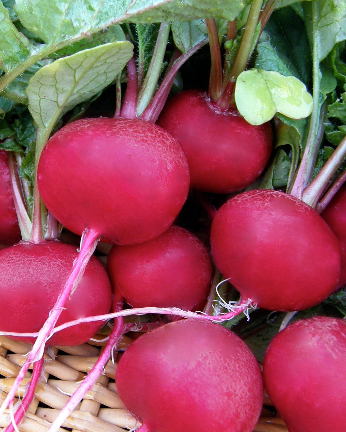 radishです。 Red Planet' Radishes – Renee's Garden
