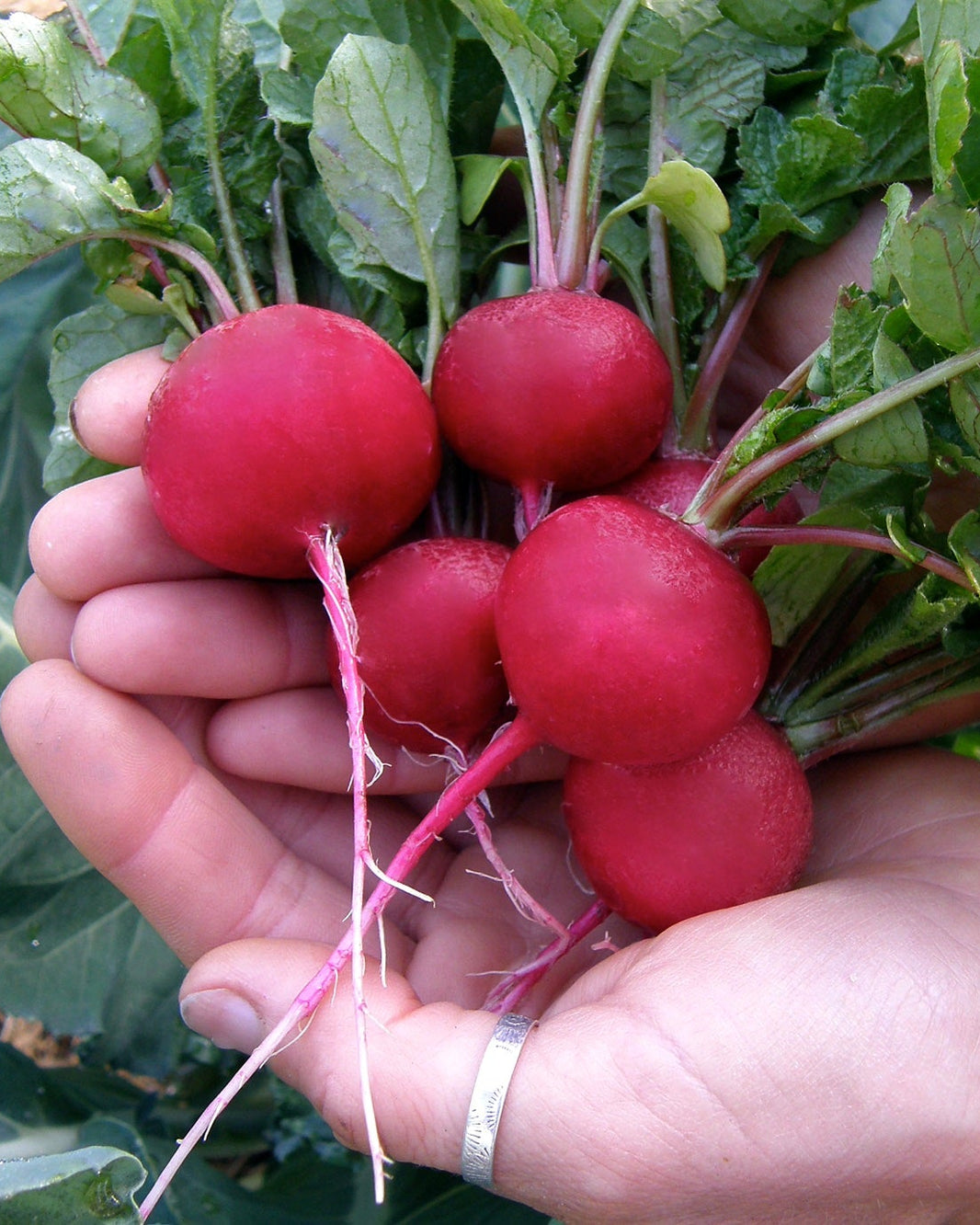 Radishes – Renee's Garden