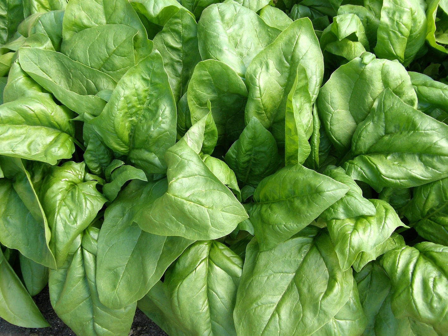 Longstanding Spinach - Gangbusters