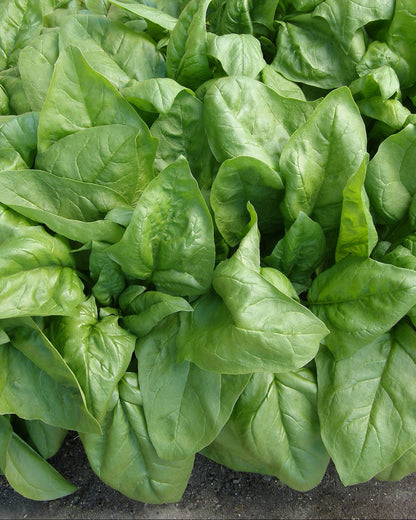 Longstanding Spinach - Gangbusters