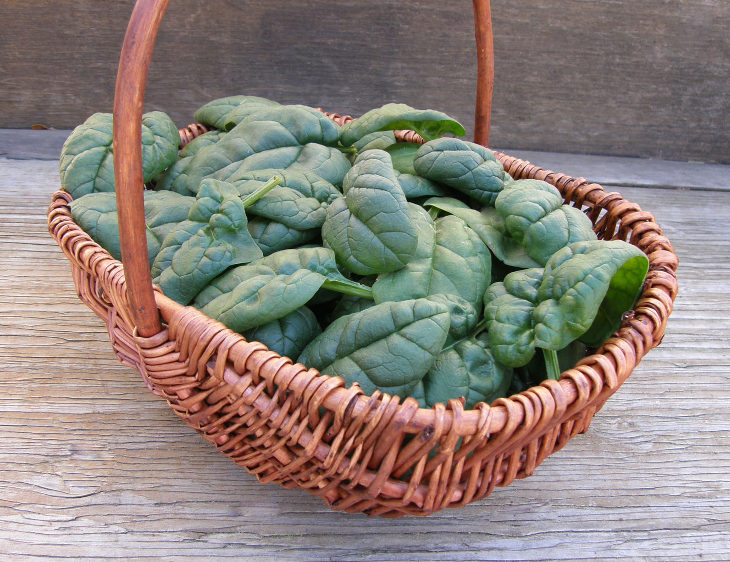 Baby Salad Spinach - Regiment Organic