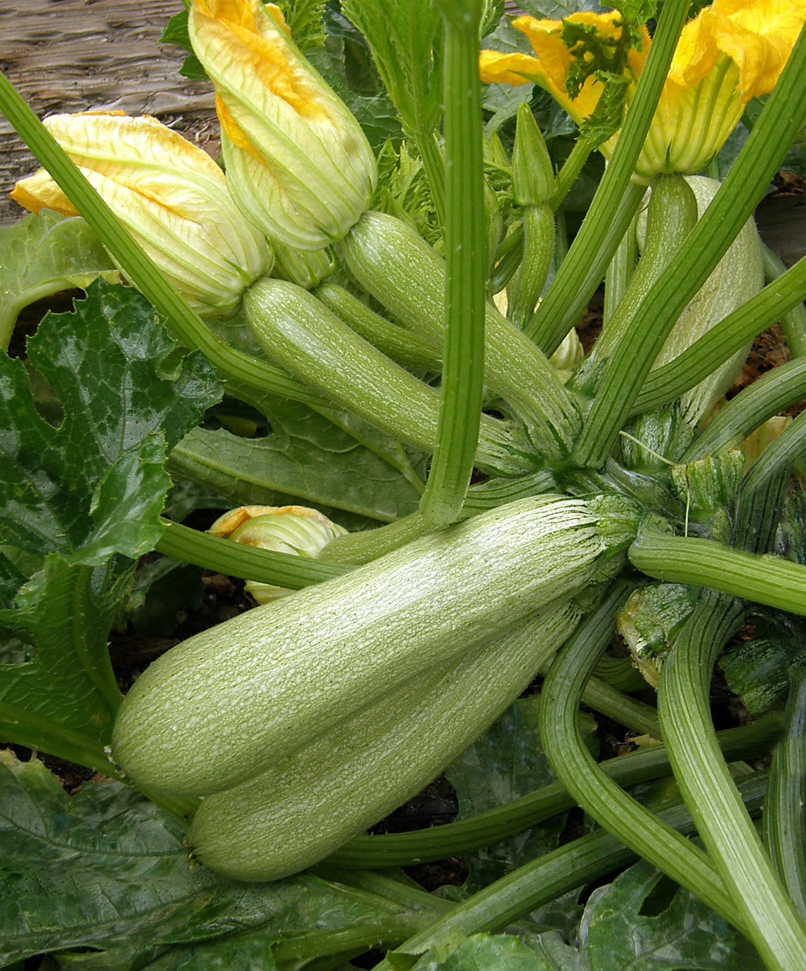 Ortolana di Faenza' Heirloom Italian Zucchini – Renee's Garden