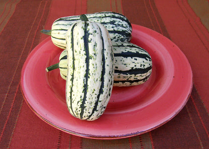 Delicata