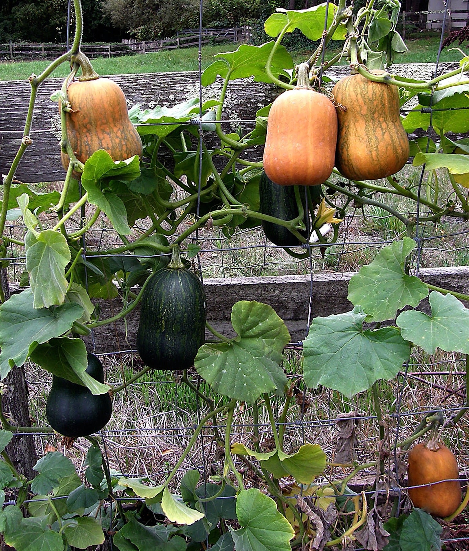 planting butternut seeds Baby Butternut Squash