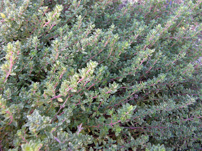 English Thyme