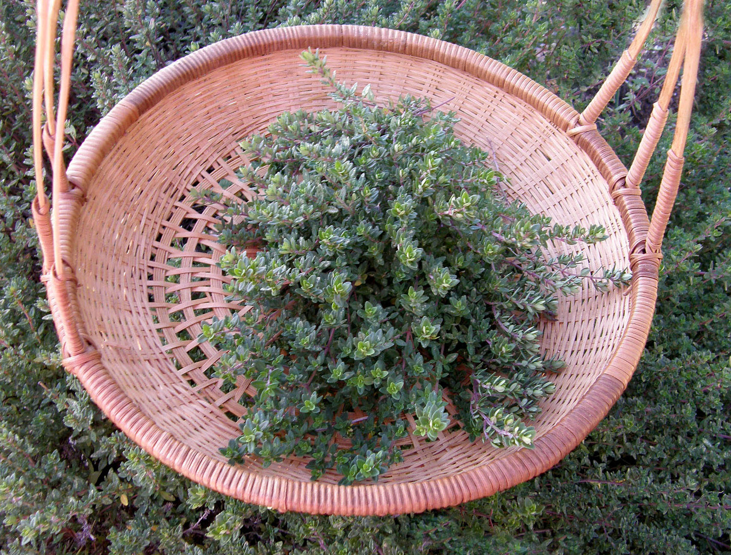 English Thyme