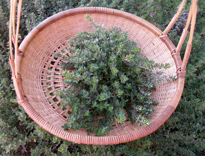 English Thyme