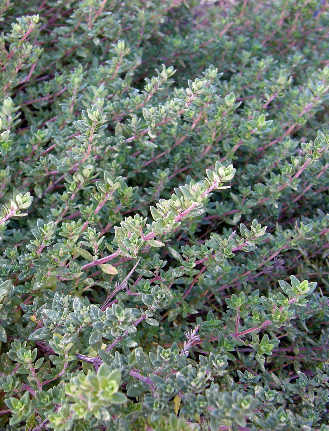 English Thyme