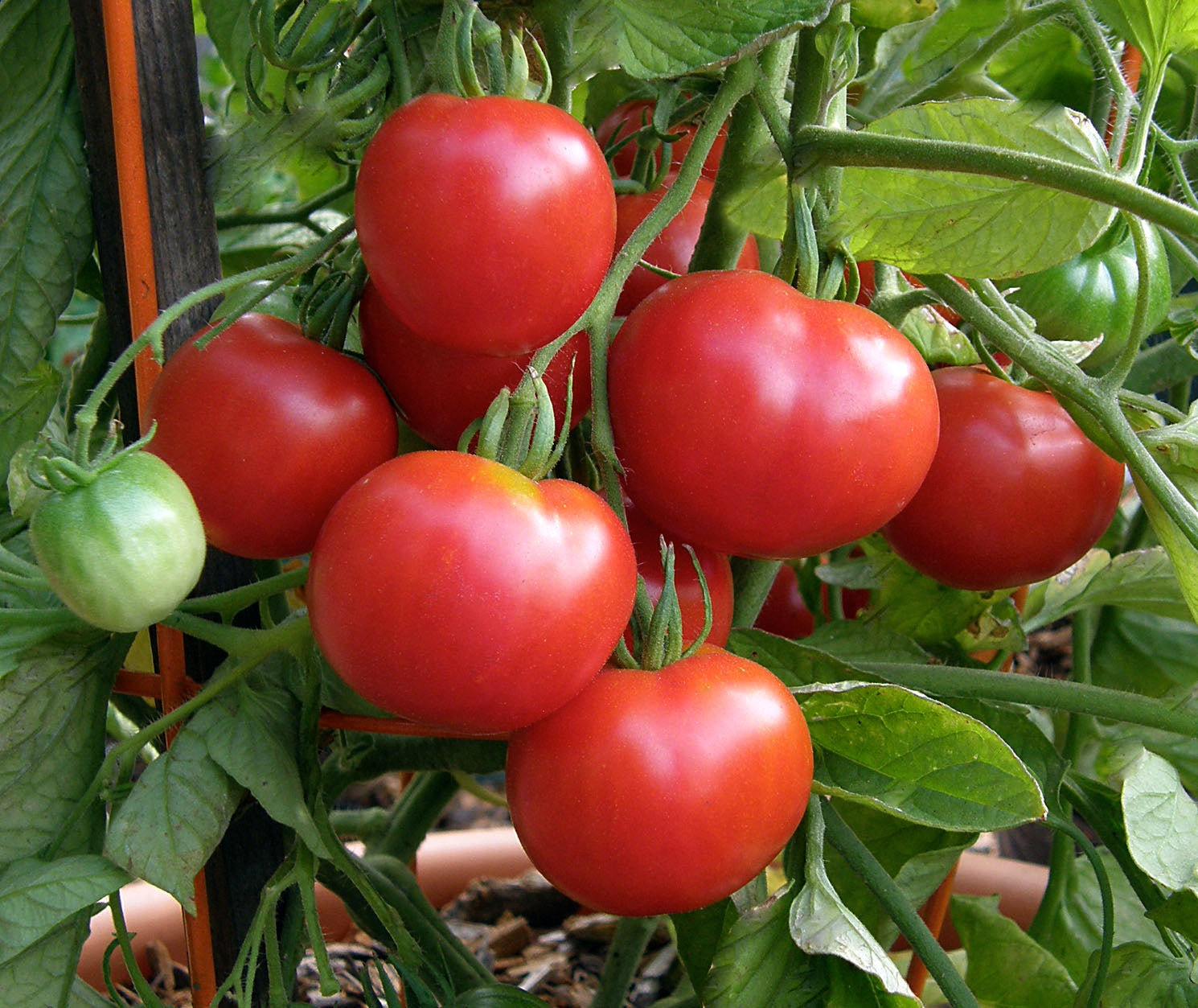 Heirloom Stupice' Early/Container Tomato – Renee's Garden