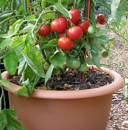 heirloom tomato plants in pots Heirloom Stupice' Early/Container Tomato – Renee's Garden