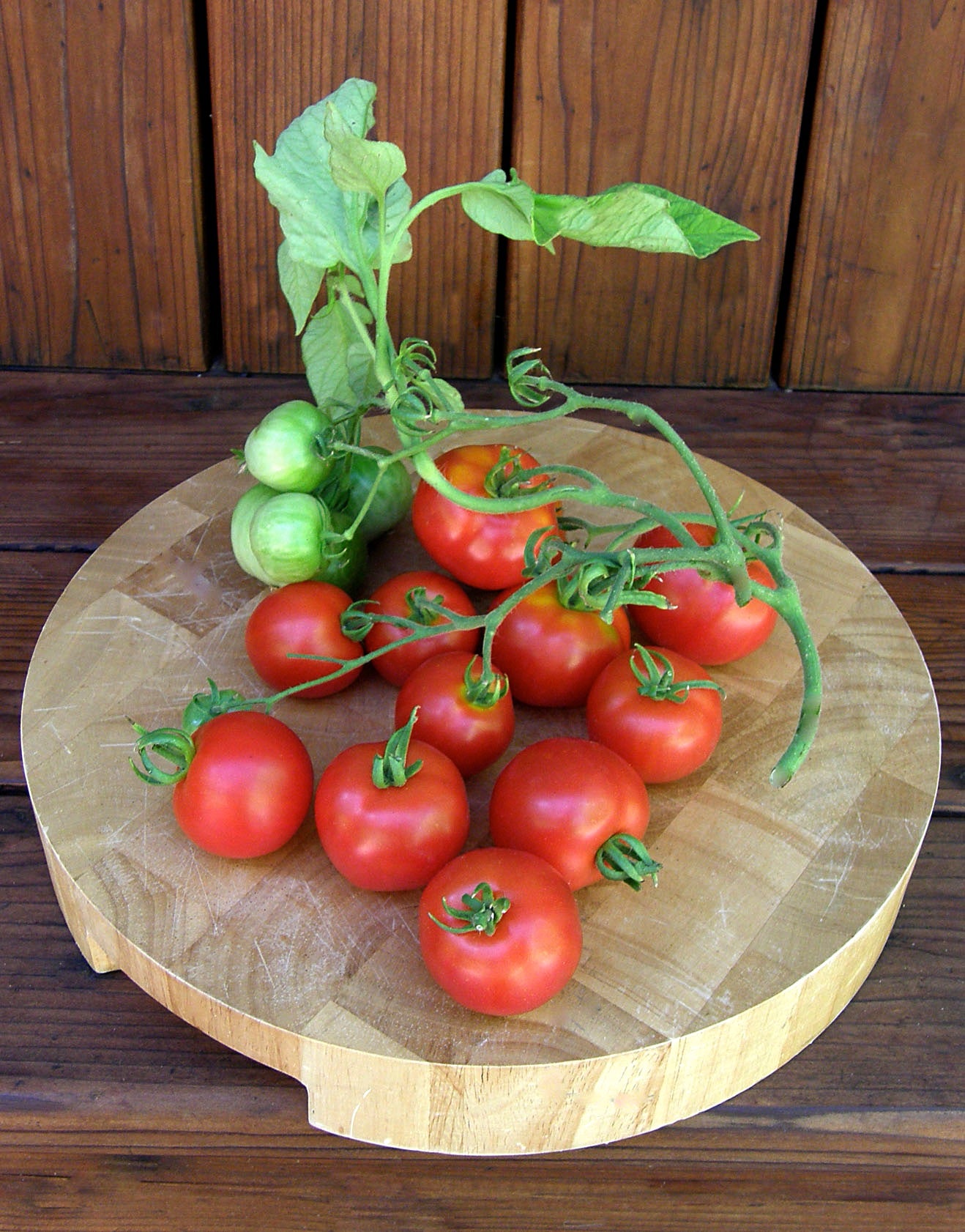 Heirloom Stupice' Early/Container Tomato – Renee's Garden