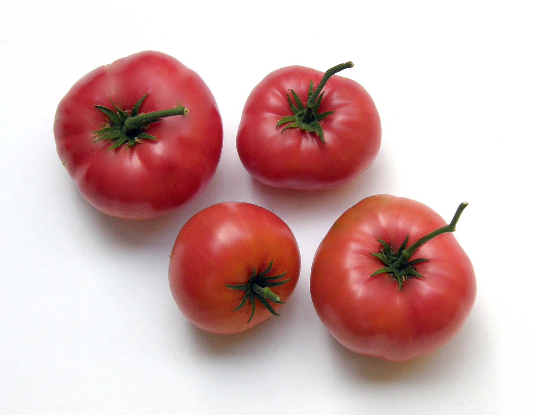 organic brandywine tomato plant 4.5 inch pot Renee's Garden Heirloom Tomato Brandywine Seeds