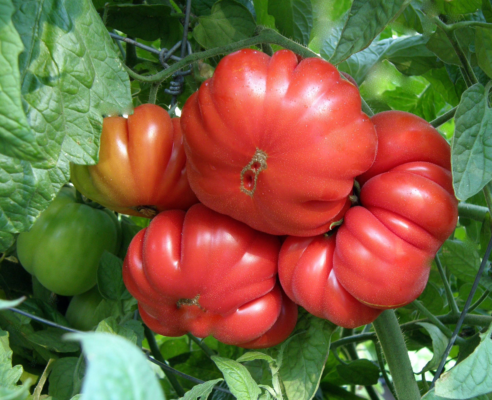 Renee's Garden Costoluto Genovese Tomato - Thumbnail 3