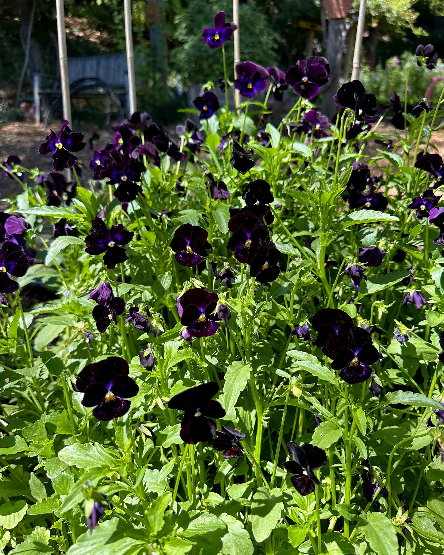 Heirloom Pansies - King Jack