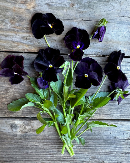 Heirloom Pansies - King Jack