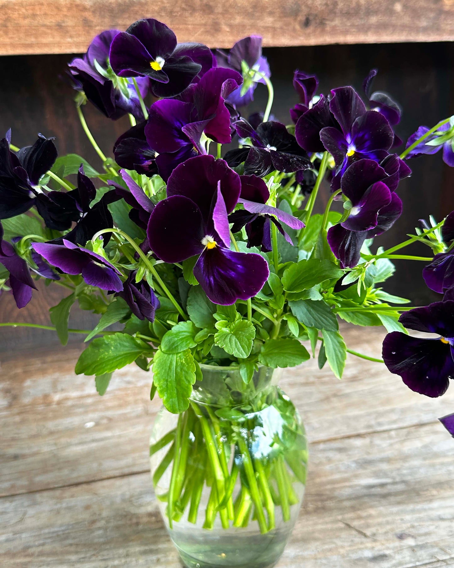Heirloom Pansies - King Jack