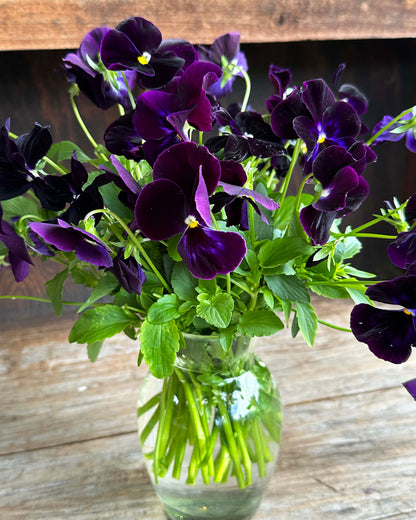 Heirloom Pansies - King Jack
