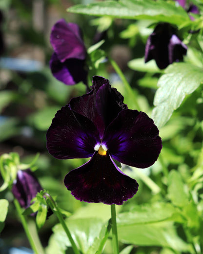 Heirloom Pansies - King Jack