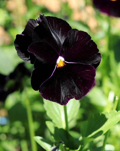 Heirloom Pansies - King Jack