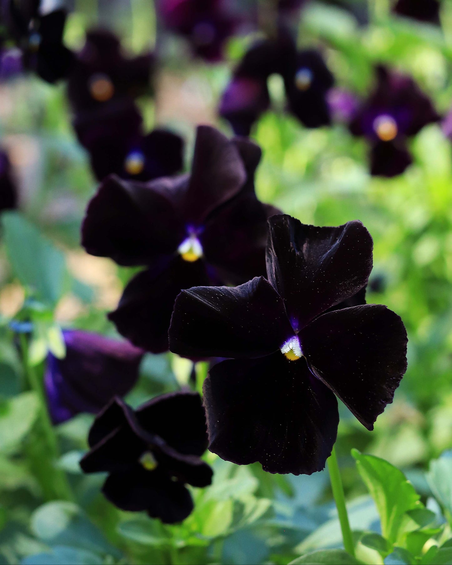 Heirloom Pansies - King Jack