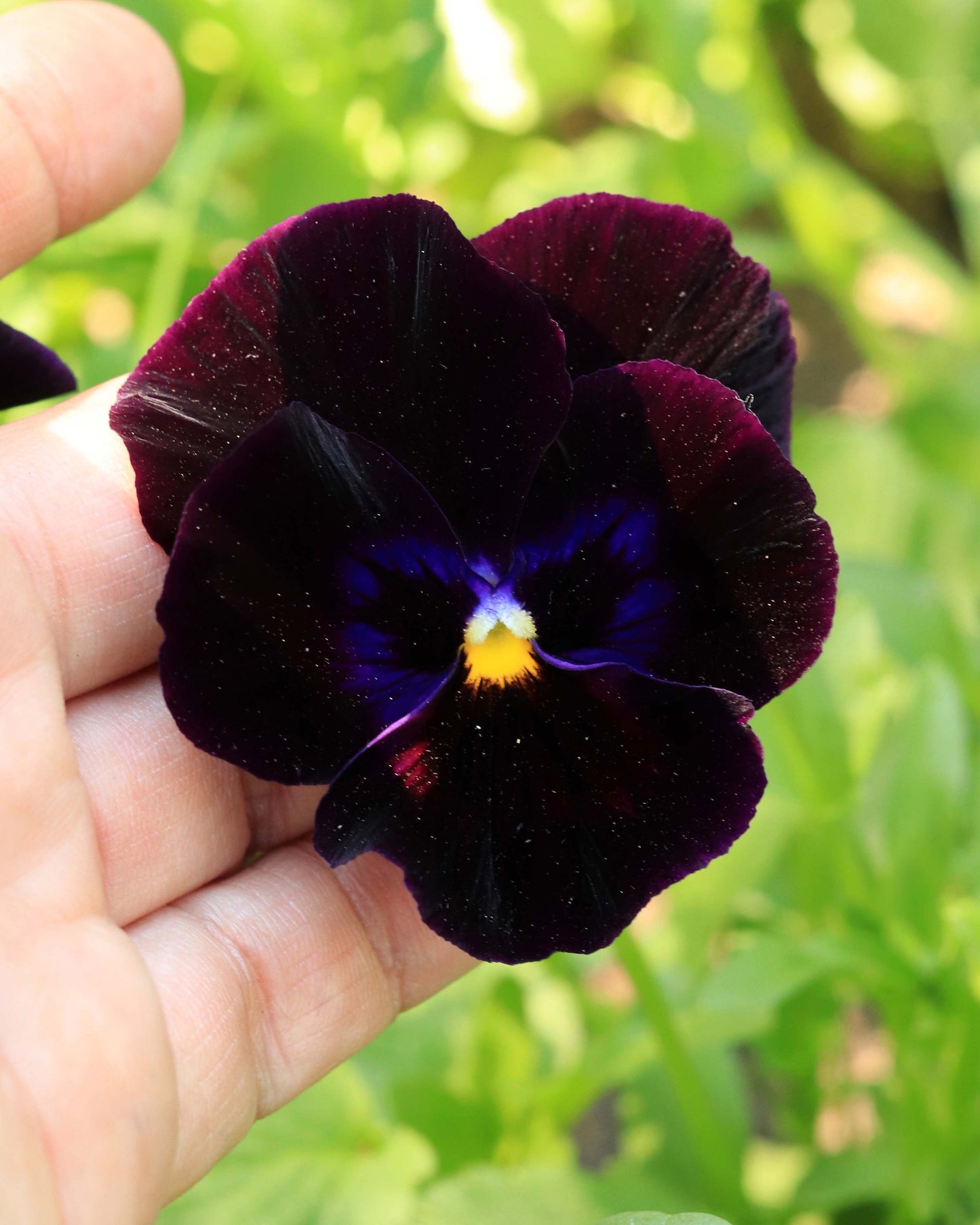 Heirloom Pansies - King Jack