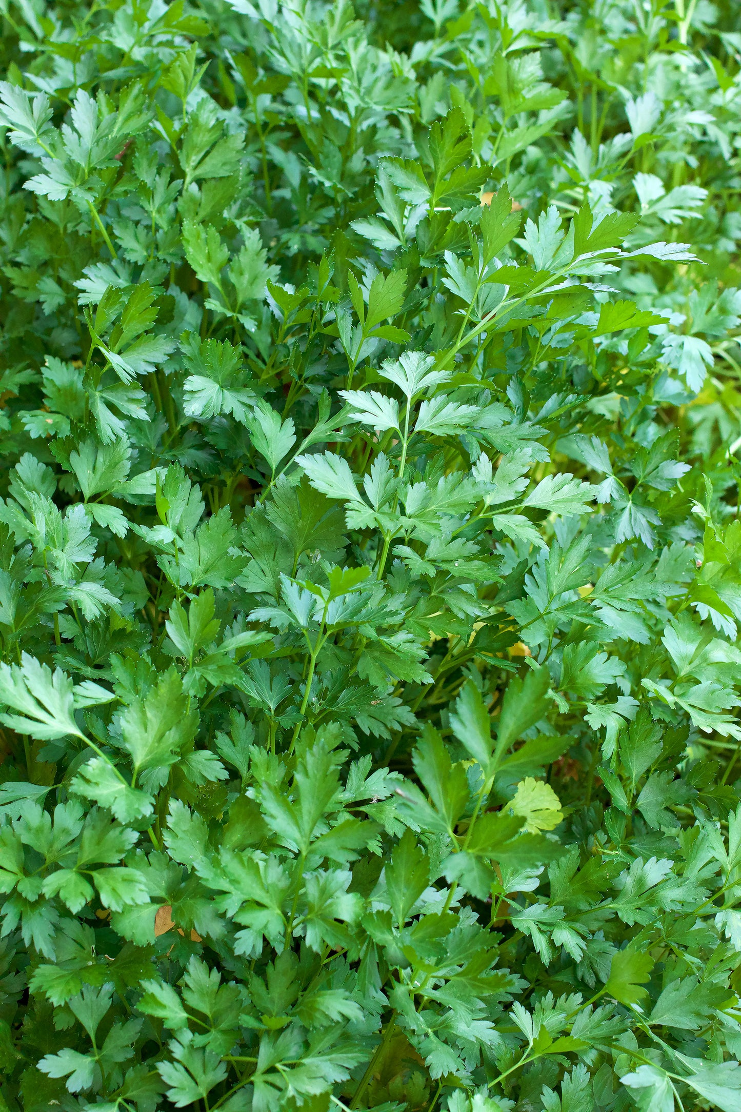 Italian Gigante Parsley