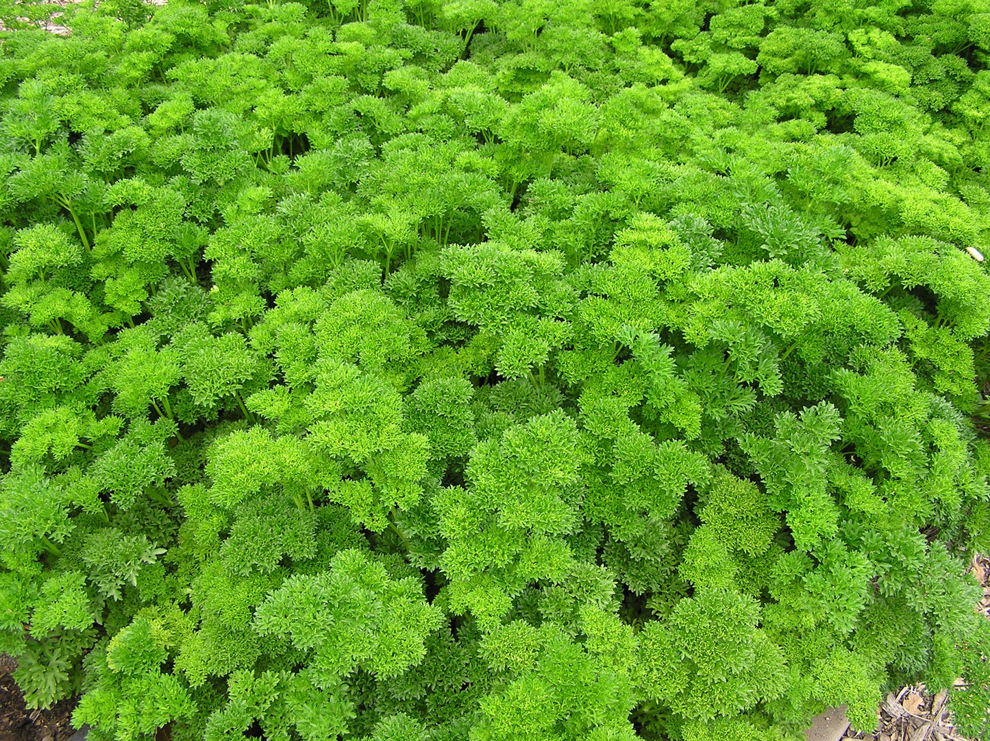 Sweet Curly Parsley