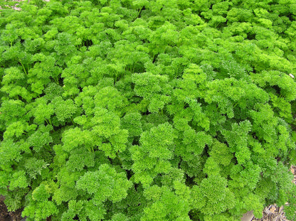 Sweet Curly Parsley